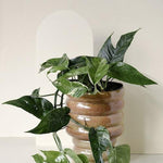Healthy Epipremnum Pinnatum Variegata M by Plant Circle – Medium, Approx. 75.0cm height by Plant Circle – 16.0cm Pot. A perfect epipremnum pinnatum variegata m by plant circle – medium, approx. 75.0cm height by plant circle – 16.0cm pot for your indoor houseplant collection.