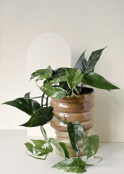 Healthy Epipremnum Pinnatum Variegata M by Plant Circle – Medium, Approx. 75.0cm height by Plant Circle – 16.0cm Pot. A perfect epipremnum pinnatum variegata m by plant circle – medium, approx. 75.0cm height by plant circle – 16.0cm pot for your indoor houseplant collection.