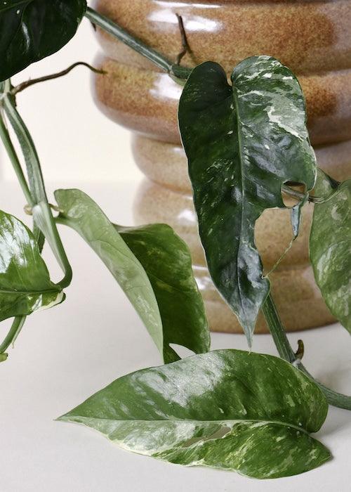 Healthy Epipremnum Pinnatum Variegata M by Plant Circle – Medium, Approx. 75.0cm height by Plant Circle – 16.0cm Pot. A perfect epipremnum pinnatum variegata m by plant circle – medium, approx. 75.0cm height by plant circle – 16.0cm pot for your indoor houseplant collection.