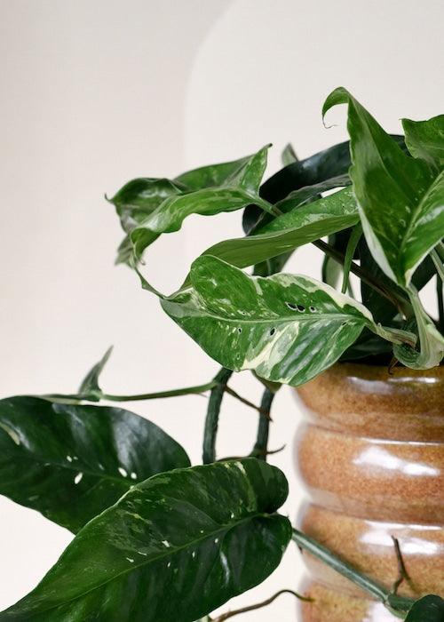 Healthy Epipremnum Pinnatum Variegata M by Plant Circle – Medium, Approx. 75.0cm height by Plant Circle – 16.0cm Pot. A perfect epipremnum pinnatum variegata m by plant circle – medium, approx. 75.0cm height by plant circle – 16.0cm pot for your indoor houseplant collection.