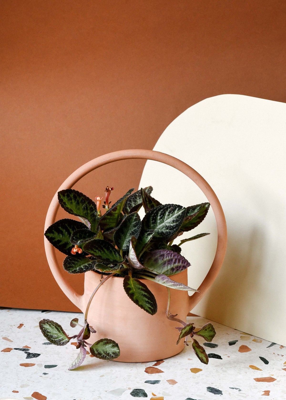 episcia plant indoor Episcia cupreata 'Silver Shield' (African Flame Violet) Baby
