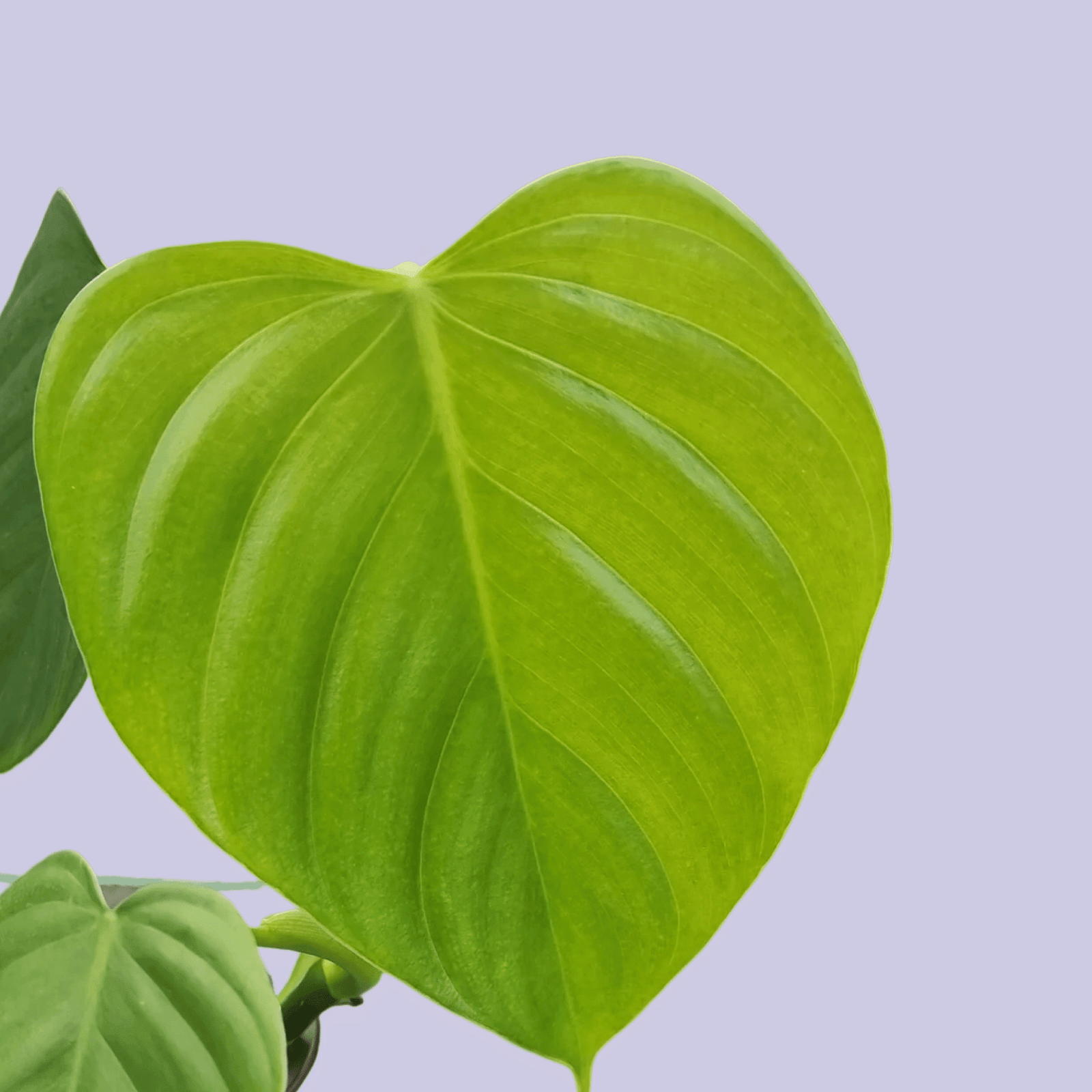 Philodendron Eximum – Medium, Approx. 25.0cm height – 12.0cm Pot Default Title 1
