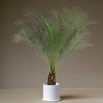 Phoenix roebelenii XL by Plant Circle