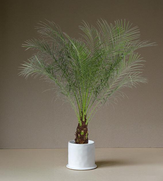 phoenix indoor plants Date Palm: Feathery Fronds for Mediterranean Vibe