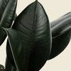 Ficus elastica 'Abidjan' XL – XL, Approx. 110.0cm height – 27.0cm Pot Default Title 1