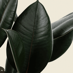 Ficus elastica 'Abidjan' XL – XL, Approx. 110.0cm height – 27.0cm Pot Default Title 1