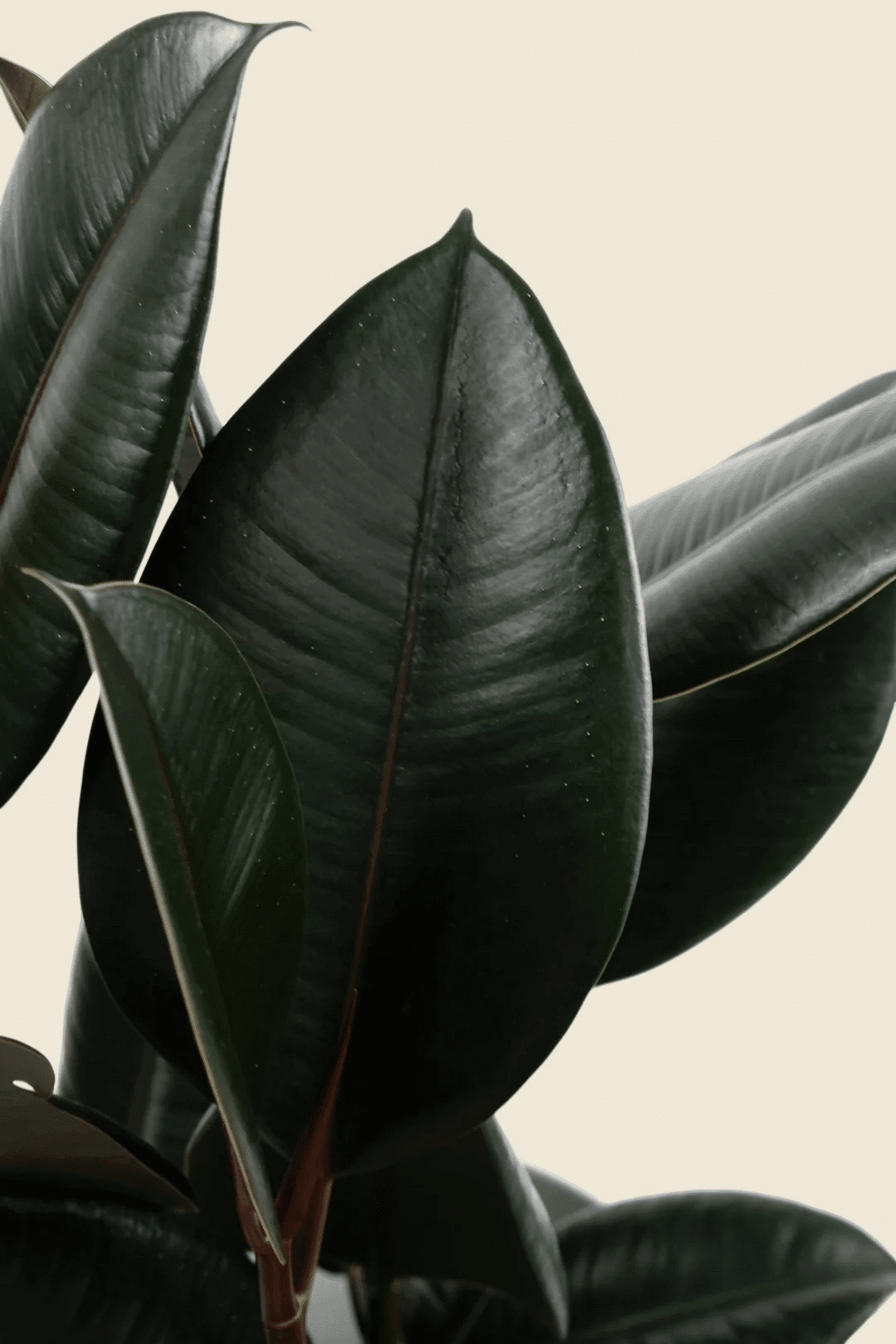 Ficus elastica 'Abidjan' XL – XL, Approx. 110.0cm height – 27.0cm Pot Default Title 1