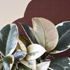 Ficus Elastica 'Tineke'