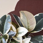 Ficus Elastica 'Tineke'