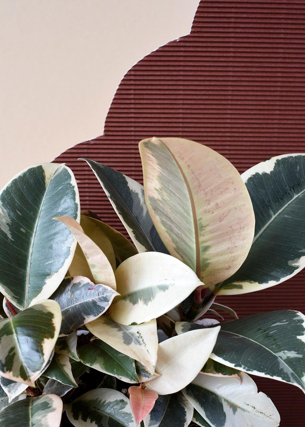 Ficus  Elastica 'Tineke' – Large, Approx. 70.0cm height – 19.0cm Pot Default Title 1