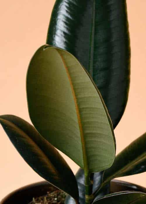 25 35cm ficus abidjan rubber plant 12cm pot house plant Ficus elastica 'Abidjan' Medium