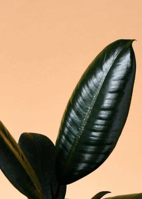 rubber tree black Ficus elastica 'Abidjan' (Rubber Tree) Baby – Approx. 15.0cm height – 6.0cm Pot