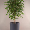 Ficus Exotica XL -  Plant Circle.