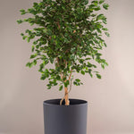 Ficus Exotica XL -  Plant Circle.