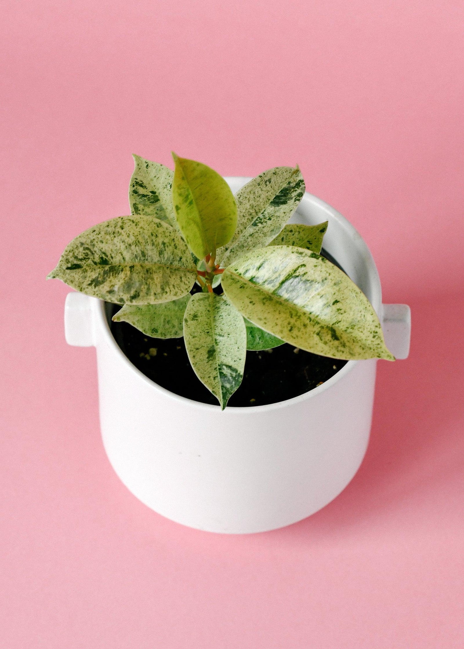 Healthy Ficus Moonshine Shivereana Baby. A perfect ficus moonshine shivereana baby for your indoor houseplant collection.