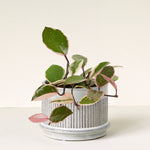 Hoya carnosa 'Flamingo Dream' -  Plant Circle.