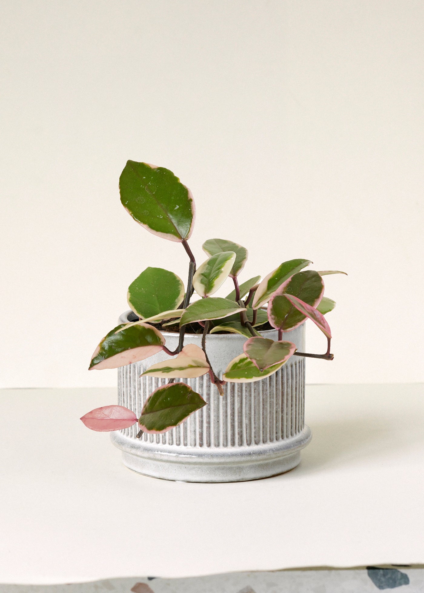 Hoya carnosa 'Flamingo Dream' -  Plant Circle.