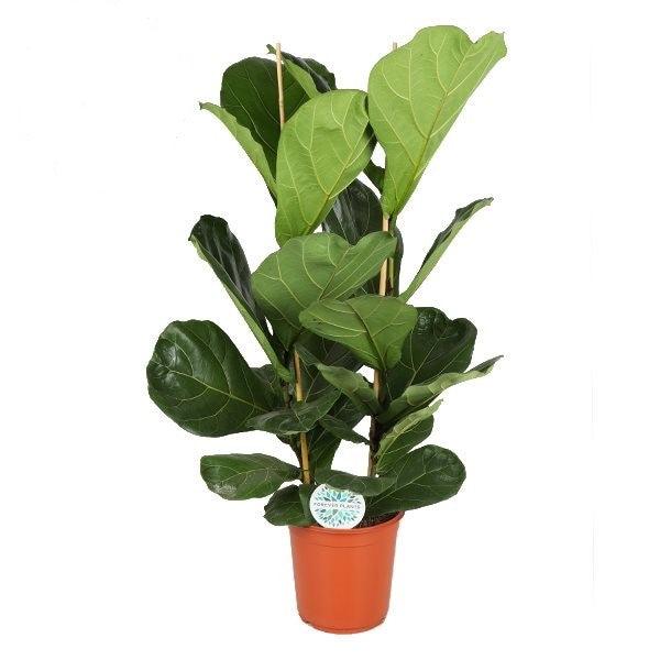 Ficus Lyrata (Two Branches) XL by Plant Circle -  Plant Circle.