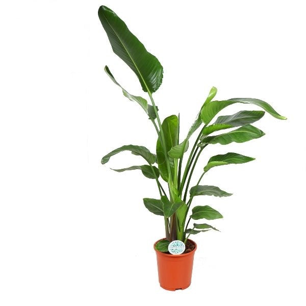 Strelitzia Nicolai XXL – 27cm Pot, 140cm Height -  Forever Plants.