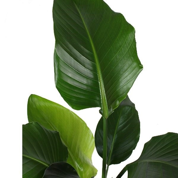 Strelitzia Nicolai XXL – 27cm Pot, 140cm Height -  Forever Plants.