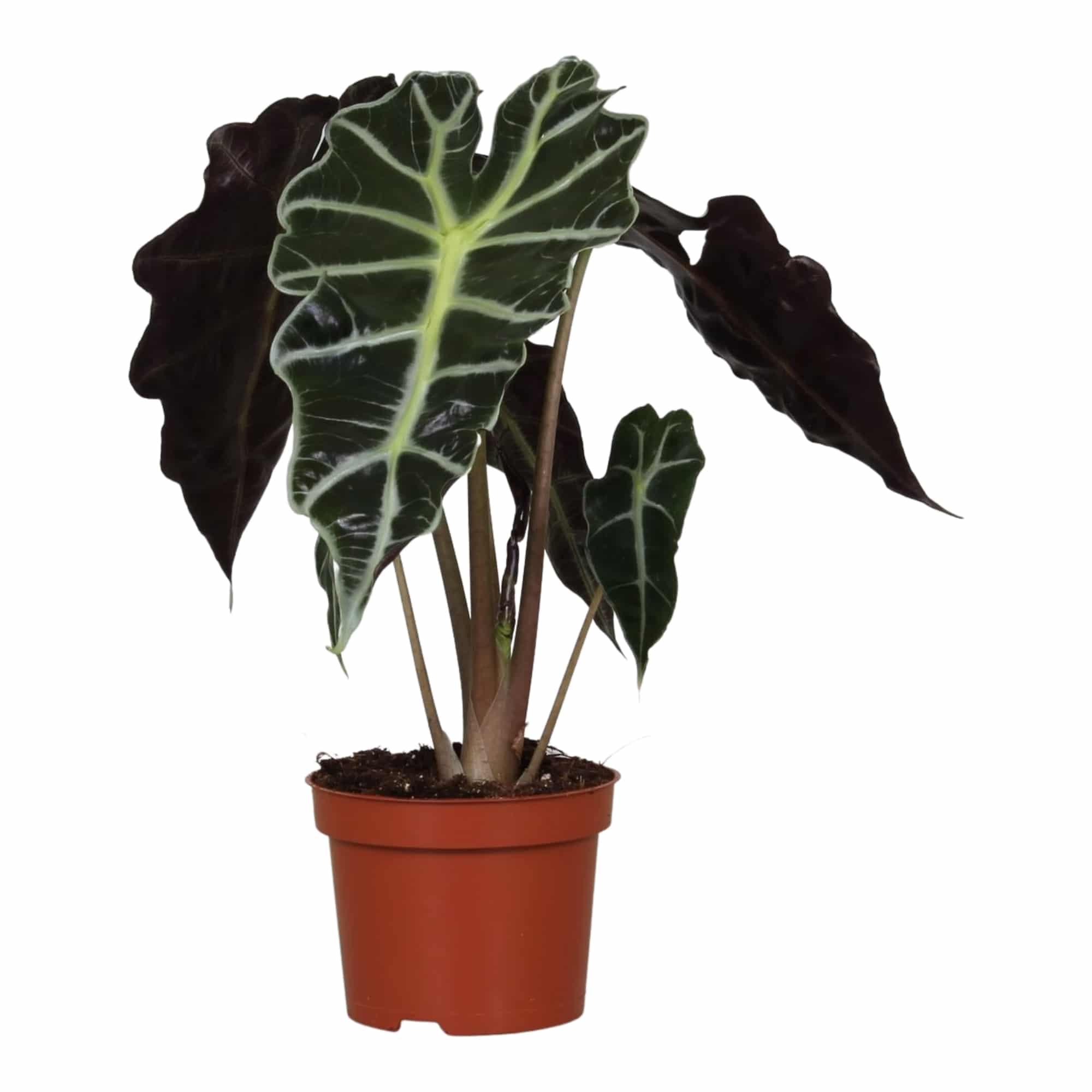Alocasia 'Polly' – Medium, Approx. 40.0cm height – 12.0cm Pot 3