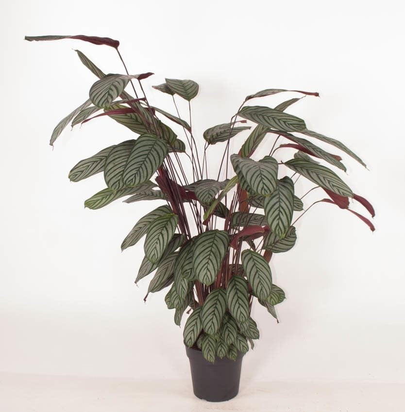 Ctenanthe oppenheimiana XL