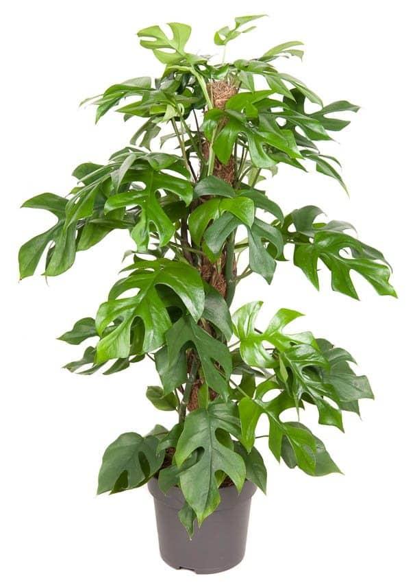 Raphidophora Tetrasperma L – Large, Approx. 80.0cm height – 19.0cm Pot 2
