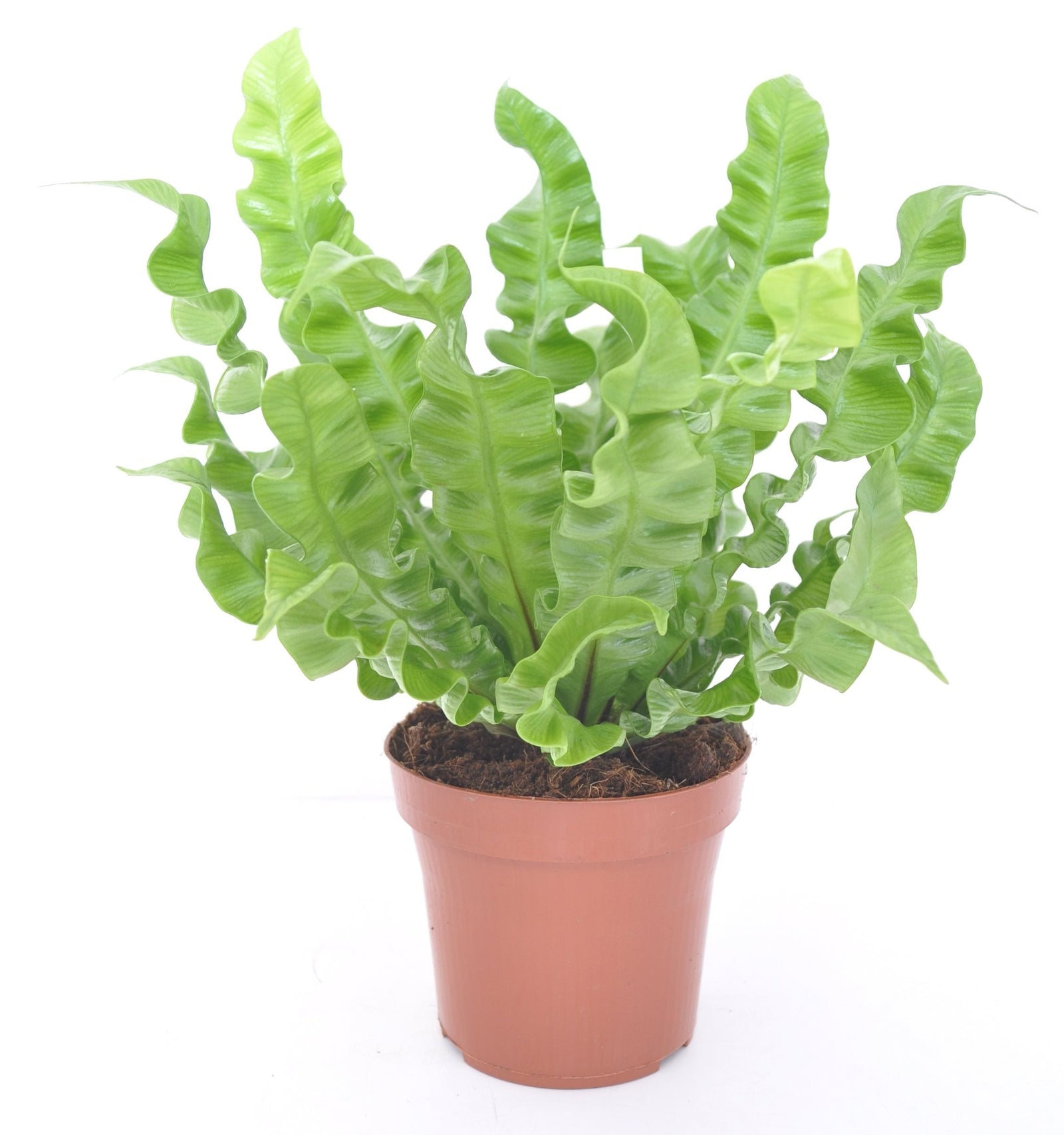 Asplenium Nidus 'Crispy Wave' M by Plant Circle