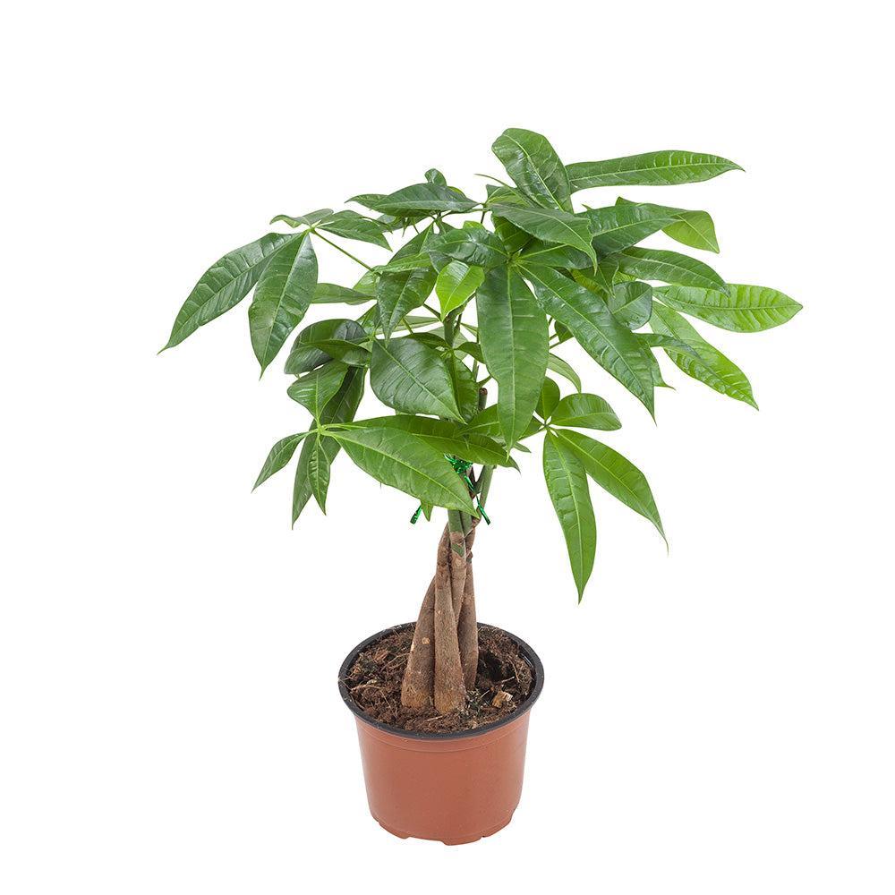 Pachira Aquatica aka Money Tree – Medium, Approx. 45.0cm height – 12.0cm Pot -  Plant Circle.