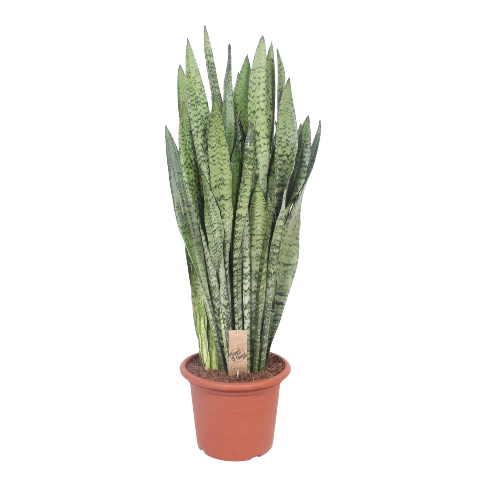 Dracaena (Sansevieria) Zeylanica L – Large, Approx. 60.0cm height – 17.0cm Pot 2