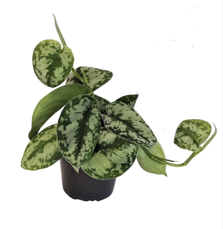 Scindapsus pictus 'Exotica'