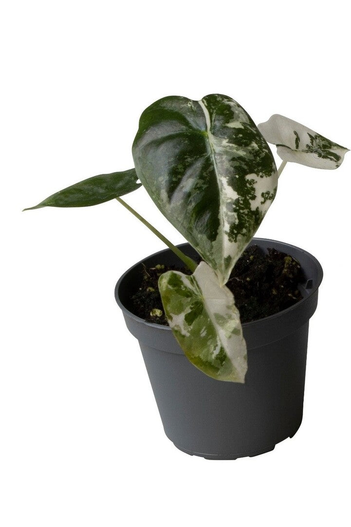 Healthy Alocasia Frydek Variegata Baby by Plant Circle