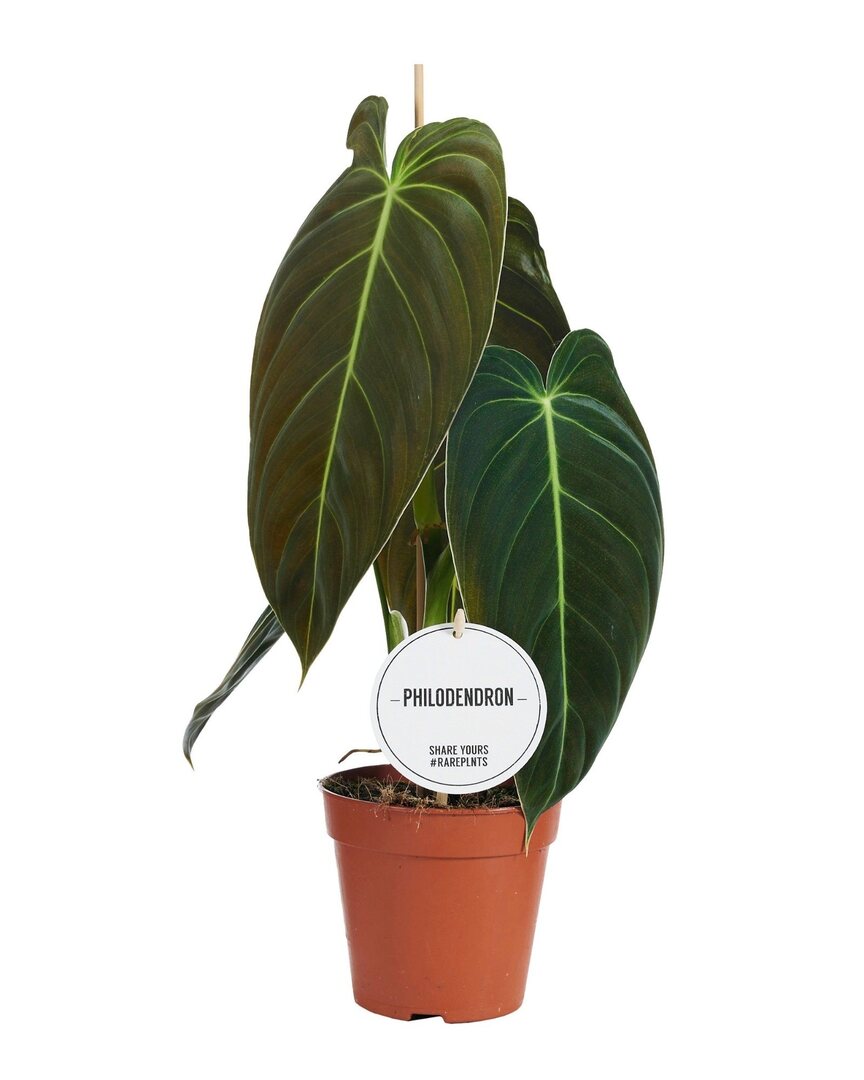 Philodendron Melanochrysum with stunning velvety leaves adding rich texture and beauty to indoor plant collections