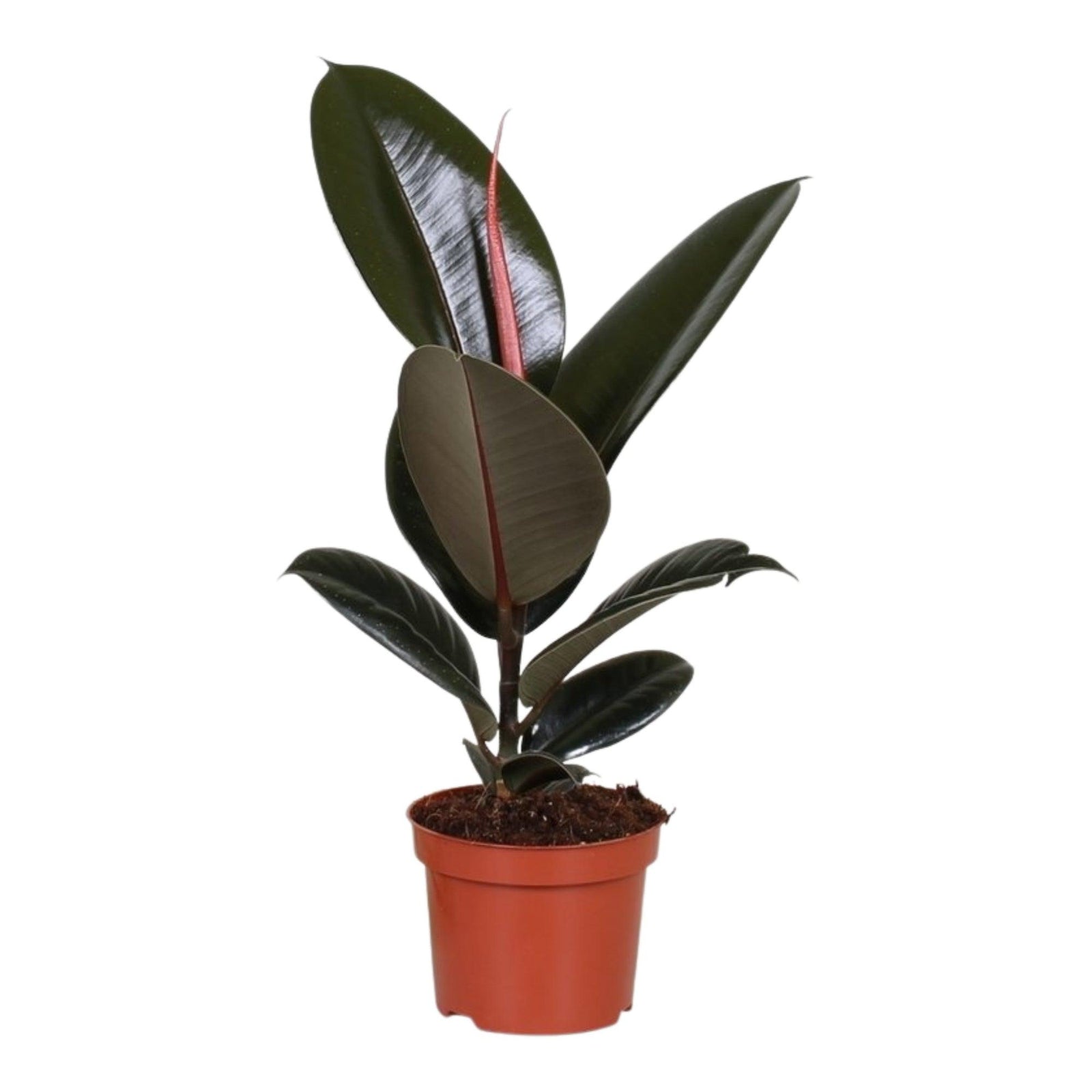 Healthy Ficus elastica M. A perfect ficus elastica m for your indoor houseplant collection.