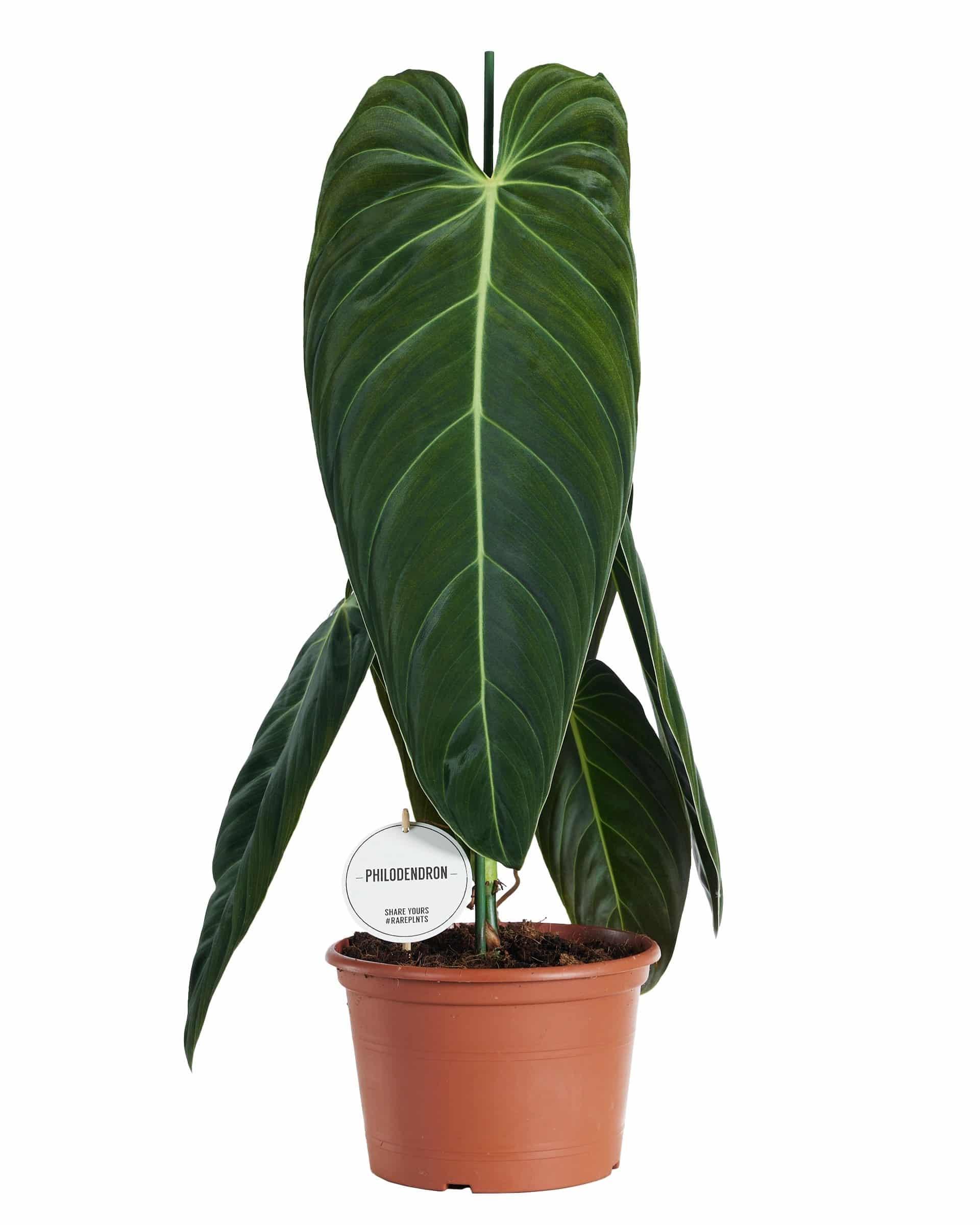 Healthy Philodendron Melanochrysum Large –  Approx. 70.0cm height – 21.0cm Pot. A perfect philodendron melanochrysum large –  approx. 70.0cm height – 21.0cm pot for your indoor houseplant collection.