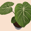 Philodendron Gloriosum Zebra – Large, Approx. 50.0cm height – 19.0cm Pot Default Title 1