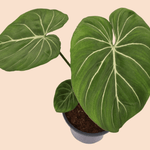 Philodendron Gloriosum Zebra – Large, Approx. 50.0cm height – 19.0cm Pot Default Title 1