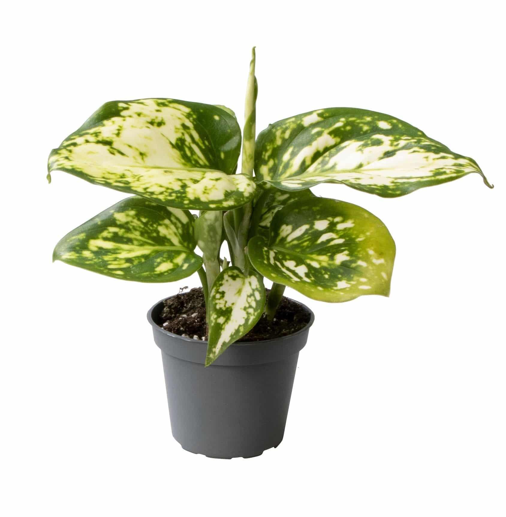 Aglaonema Snowflake Baby – Baby, Approx. 12.0cm height – 6.0cm Pot 2