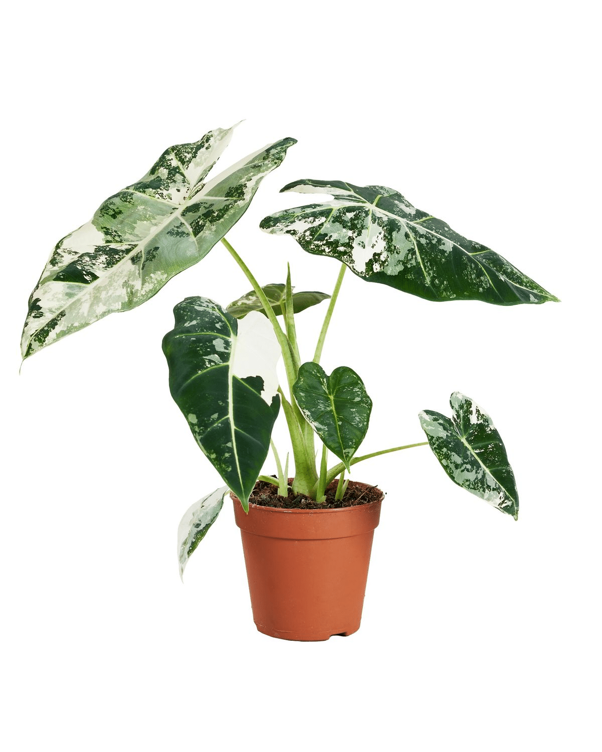 Alocasia Frydek Variegata