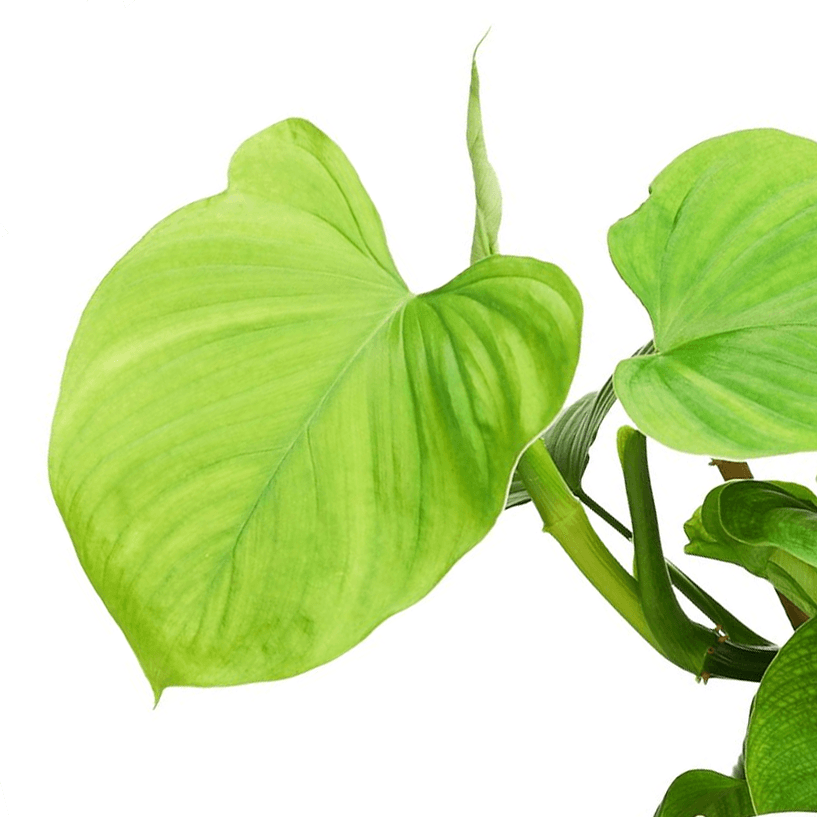 fibraecataphyllum philodendron Philodendron Fibraecataphyllum by Plant Circle – Medium, Approx. 30.0c