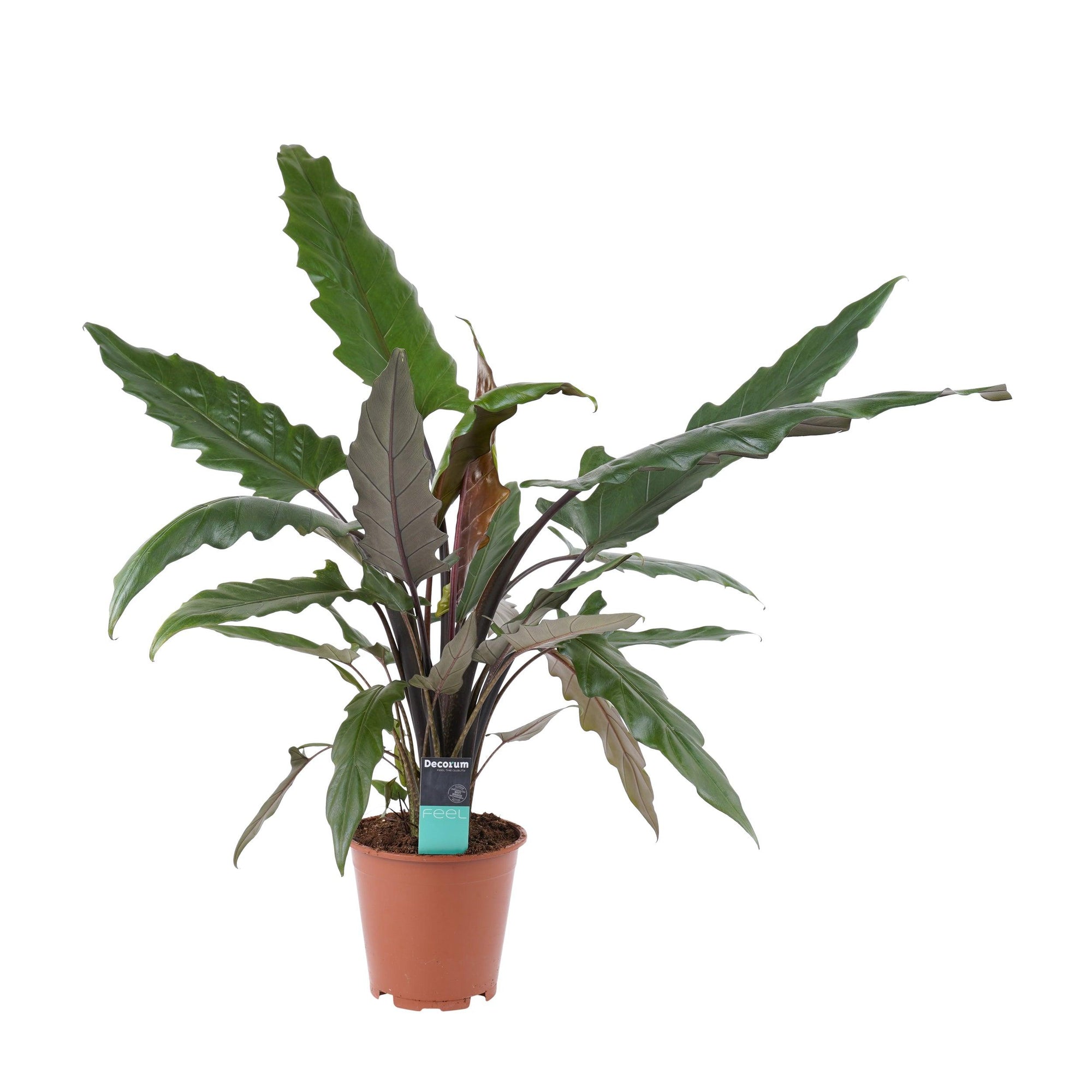 Alocasia Lauterbachiana L – Large, Approx. 80.0cm height – 19.0cm Pot 2