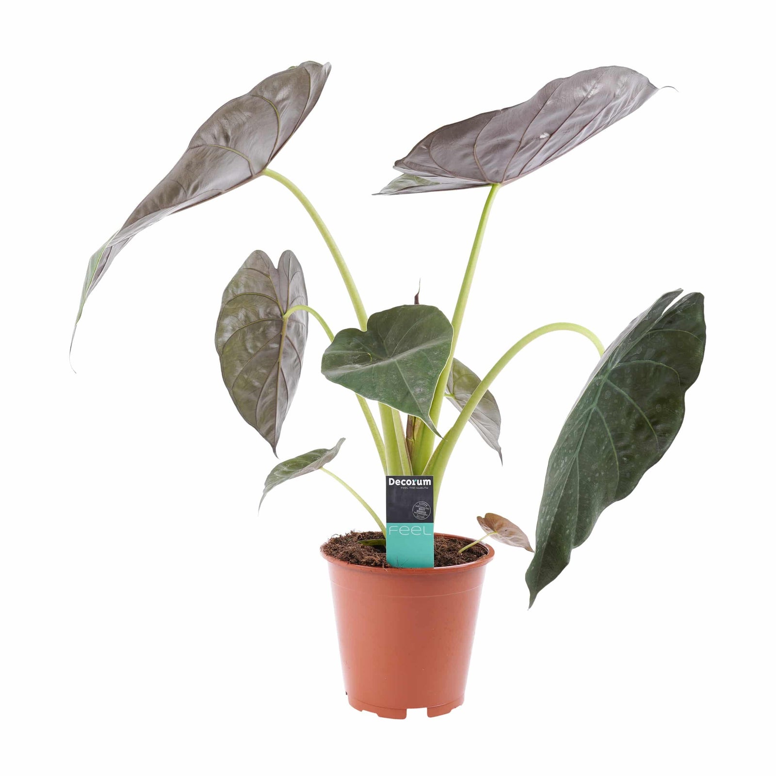 Alocasia Wentii 2