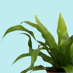 Asplenium 'antiquum' - Kwekerij J. de Groot.
