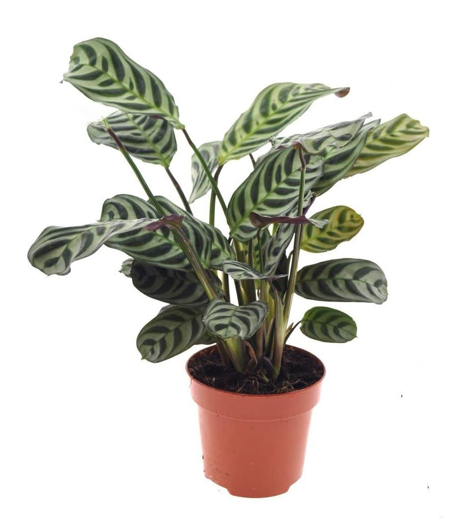 Ctenanthe Burle Marxii