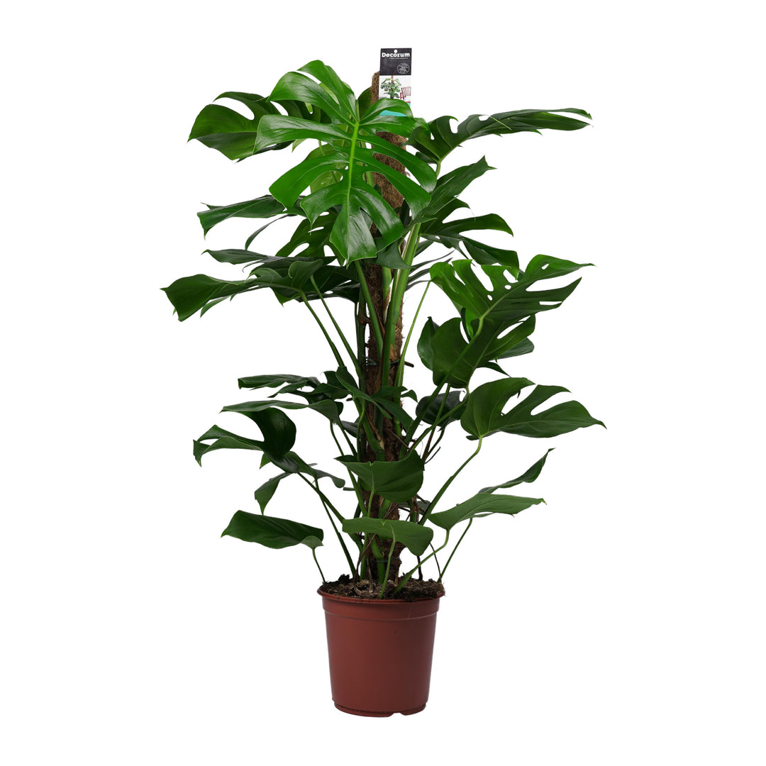 Monstera Deliciosa XL (Moss Pole Mounted) -  Plant Circle.