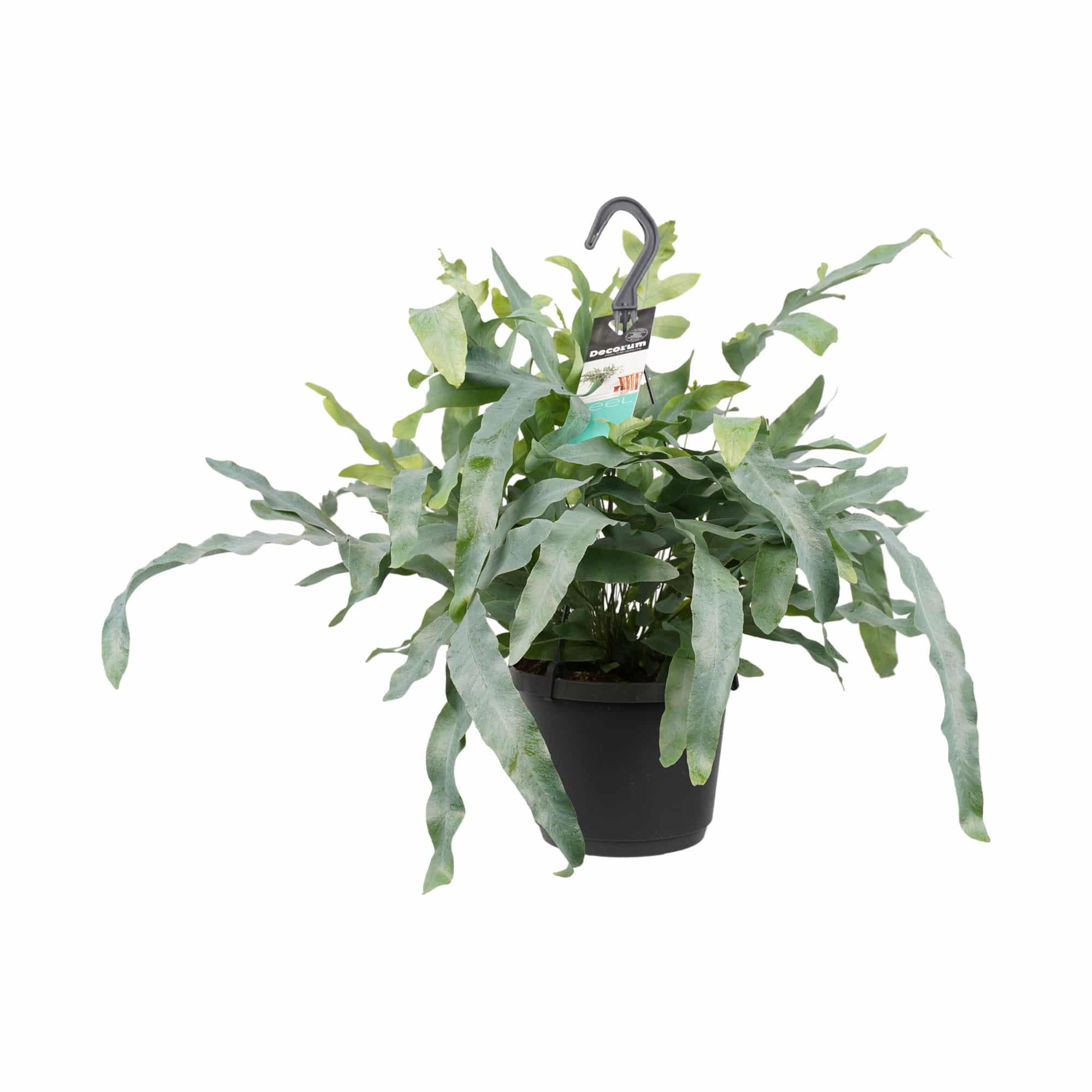 Phlebodium aureum 'Blue Star' 2