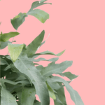 Phlebodium aureum 'Blue Star' Default Title 1