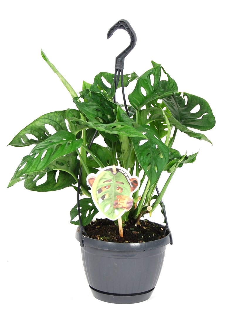 Monstera Adansonii 'Affenblatt'