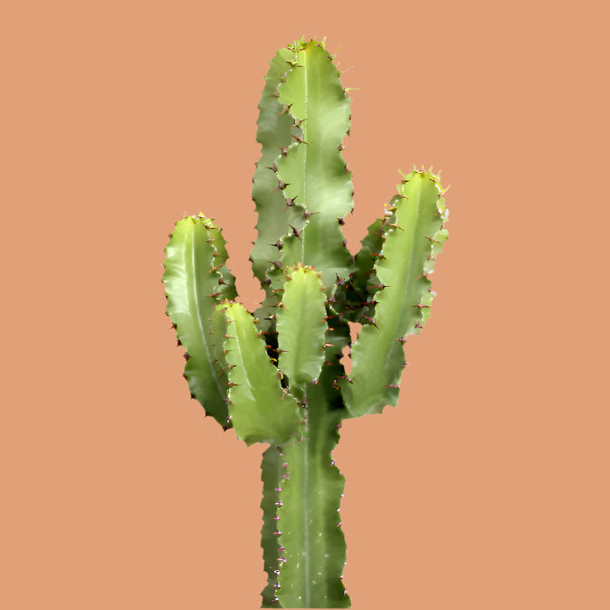 sansevieria abyssinica Euphorbia Canarias: Ideal for Bright Sunny Spaces