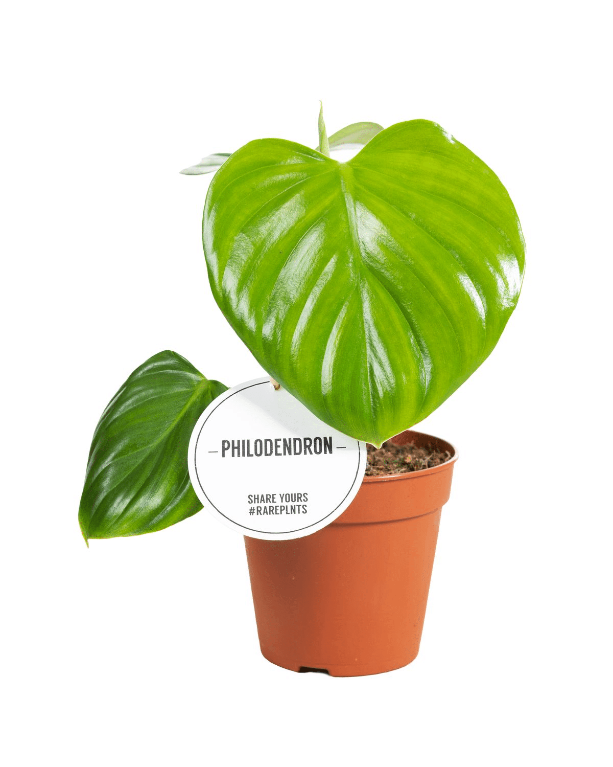 Philodendron Eximum – Medium, Approx. 25.0cm height – 12.0cm Pot 2